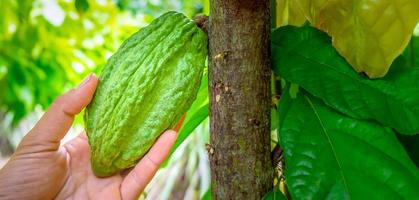 detailopname van de oogsten van rauw cacao peulen in handen, groen cacao fruit met landbouwer handen foto