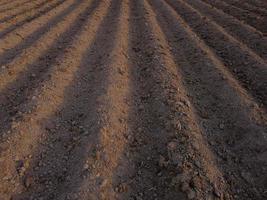 aardappel veld- in de vroeg voorjaar na zaaien - met voren rennen naar de horizon in de laat middag lichten foto