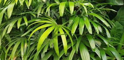 detailopname natuur visie van groen blad en palmen achtergrond. tropisch planten, tropisch blad foto