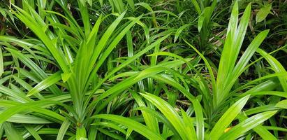 detailopname natuur visie van groen blad en palmen achtergrond. tropisch planten, tropisch blad foto