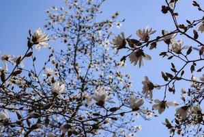 bodem visie van een bloeiend magnolia boom foto