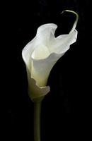 witte calla leliebloem foto