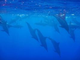 veel dolfijnen duiken van de oppervlakte in de blauw diep foto