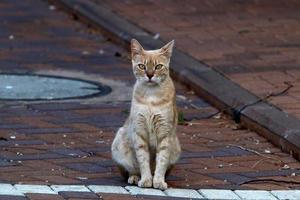 de huiskat is een zoogdier uit de kattenfamilie van de carnivora-orde. foto