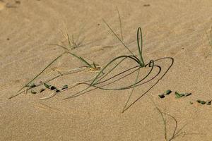 groen planten en bloemen toenemen Aan de zand Aan de middellandse Zee kust. foto