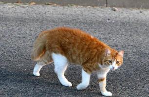 de huiskat is een zoogdier uit de kattenfamilie van de carnivora-orde. foto