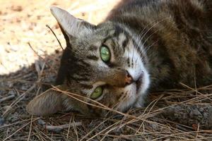 de huiskat is een zoogdier uit de kattenfamilie van de carnivora-orde. foto