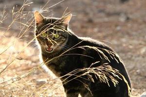 de huiskat is een zoogdier uit de kattenfamilie van de carnivora-orde. foto