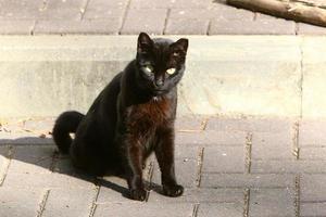 de huiskat is een zoogdier uit de kattenfamilie van de carnivora-orde. foto