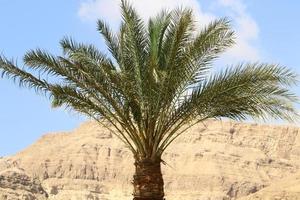 datum palm in een stad park in Israël. foto