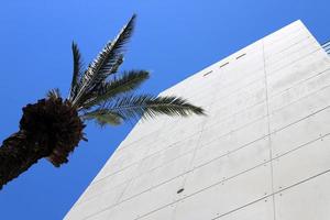 datum palm in een stad park in Israël. foto