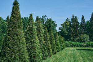 groen haag van arborvitae tegen de backdrop van een park en een weide. natuurlijk achtergrond, selectief focus foto