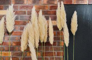 bloeiwijzen van pluizig riet tegen de achtergrond van een rood steen muur. huis of studio ruimte decoratie, achtergrond met vrij ruimte. sier- planten voor decoratie foto