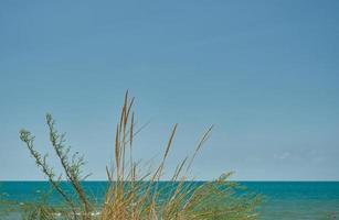 panorama van de zee met zand duinen, focus Aan de gras, wazig blauw lucht achtergrond, zomer weekend, achtergrond voor screensaver of behang voor scherm of reclame, vrij ruimte voor tekst foto