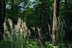 bloeiend kruiden in de Woud natuurlijk zonlicht, selectief focus, horizontaal achtergrond voor behang of Woud ecosysteem spandoek. screensaver idee over klimaat verandering problemen foto