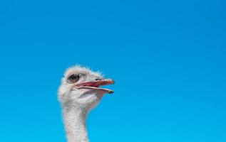 portret van een struisvogel Aan een zonnig dag tegen een blauw lucht, vrij ruimte. idee voor advertentie of Aankondiging foto