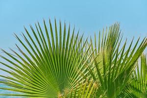 palm bladeren detailopname tegen de achtergrond van blauw lucht, schermbeveiliging en achtergrond voor reclame, behang idee. zomer vakantie Aan de middellandse Zee zee. foto