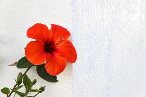 amaryllis rood bloem Aan de muur achtergrond foto