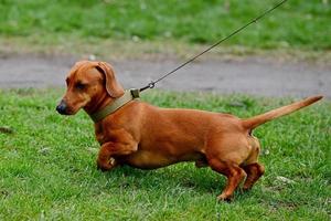 portret van een bruin teckel hond in een park foto