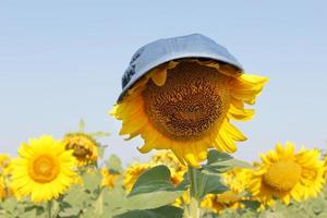 zonnebloemen tuin. zonnebloem in een pet onder de verzengende zon. zonnebloemen hebben overvloedig Gezondheid een uitkering. foto