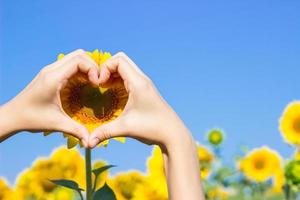 handen maken hart symbool in een veld- van zonnebloemen. foto