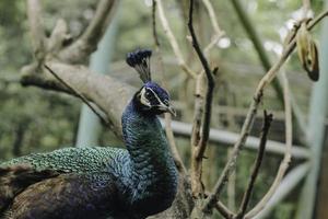 een portret van een Pauw of een blauw pauw, een groot en helder gekleurde vogel, is een soorten van pauw inheems naar zuiden Azië, maar ook in veel andere onderdelen van de wereld. foto