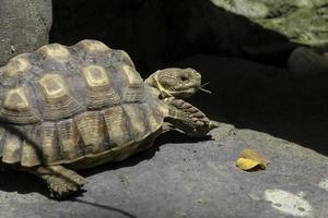 Afrikaanse sulcata schildpad resting in de tuin, Afrika aangespoord schildpad naar zonnebaadt Aan de grond met zijn beschermend schelp foto