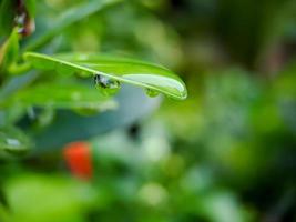 macro mooi groot ochtend- dauw laten vallen in natuur, selectief focus. transparant schoon water druppels Aan een blad. natuurlijk groen vervagen achtergrond. foto