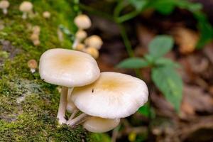 natuur wit paddestoel groei Aan de ging dood hout en groen mos regen Woud foto