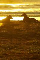 silhouet van een hond die op het strand ligt en het gouden licht van de zonsondergangreflex op het zeeoppervlak foto