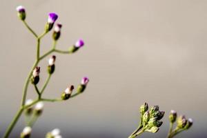 kleine ijzerkruidbloem in het ochtendlicht foto