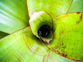 detail Aan oppervlakte structuur van de bromelia bladeren foto