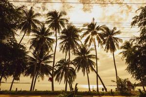 kokosnoot boom Bij strand en lucht foto