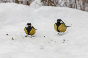 Super goed tit vogel. vogelstand pikken Bij zonnebloem zaden in de sneeuw. voeden vogelstand in winter. foto
