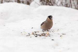 Euraziatisch goudvink vrouw zittend in sneeuw. vogel aan het eten een zonnebloem zaad Aan de sneeuw in de Woud. foto