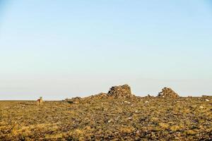 landschap in Zweden, Europa foto