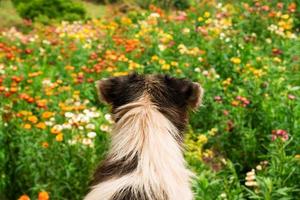 terug visie Aan een pluizig zwart en wit hond Aan de achtergrond van veld- van helder kleurrijk bloemen. foto