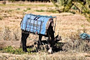 een ezel begrazing foto