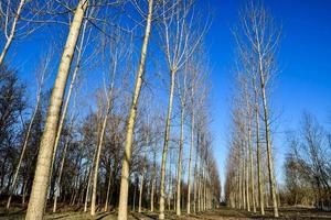 kale bomen en blauwe lucht foto