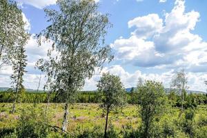 landschap in Zweden, Europa foto