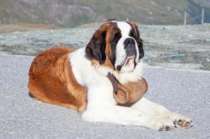 st. bernard hond foto