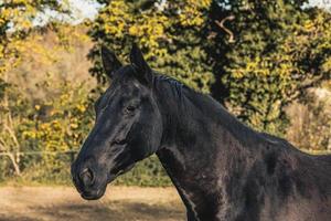 portret van mooi volwassen zwart paard buitenshuis foto