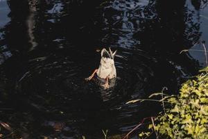 de eend gedoken hoofd onder water foto