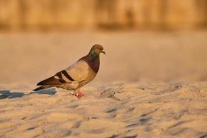 rots duif in de ochtend- zonlicht, mirte strand zuiden carolina foto