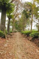 pad naar de thee tuin Oppervlakte omringd door bomen foto