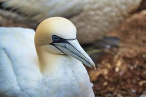 noordelijke granaat op de rode rots - morus bassanus, foto