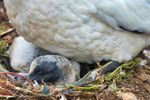 noordelijke granaat op de rode rots - morus bassanus, foto