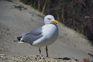 Zilvermeeuw op heligoland foto