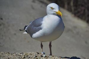 Zilvermeeuw op heligoland foto