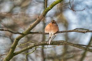 enkele vink aan een boom in de winter foto